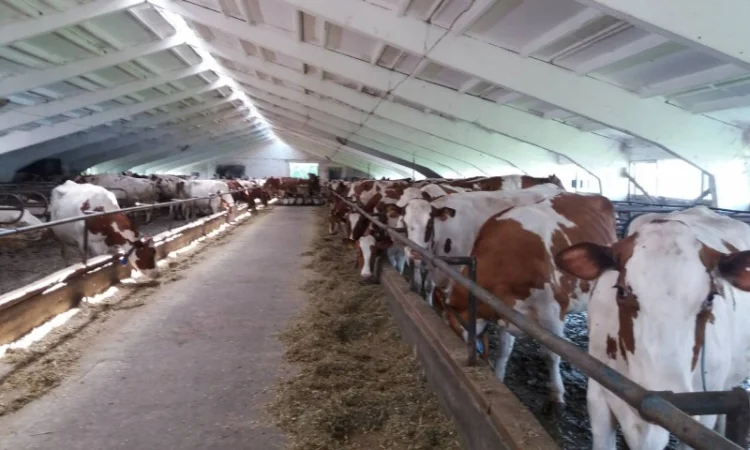 Срочная продажа коров от производителя на экспорт и по Украине от 100 голов - фото № 5