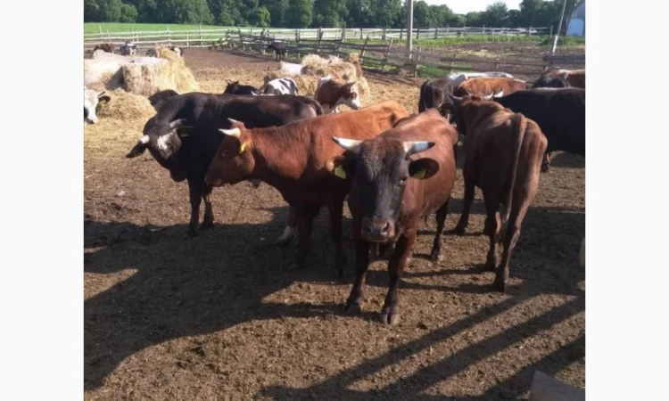 Срочно продам от производителя коровы. На экспорт и по Украине от 100 голов - фото № 1