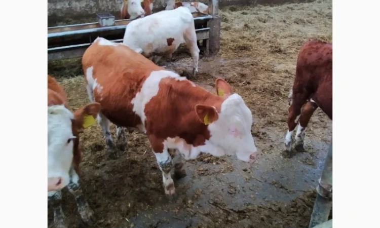 Срочно продам от производителя коровы. На экспорт и по Украине от 100 голов - фото № 2