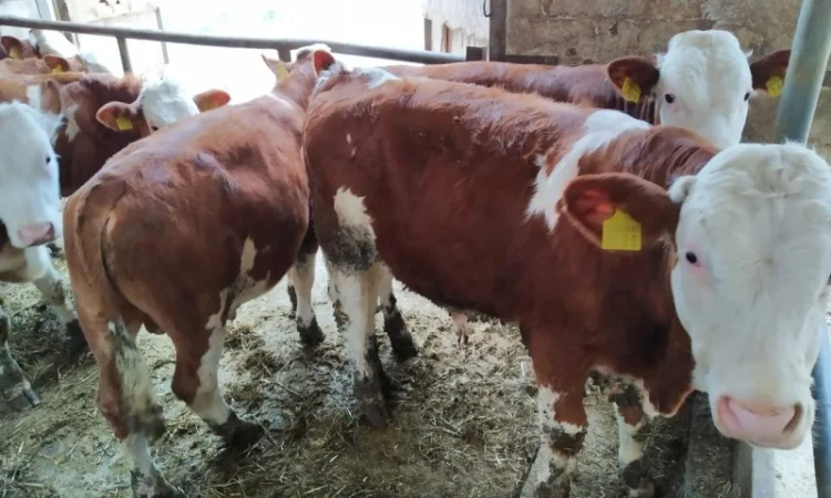 Срочно продам от производителя коровы. На экспорт и по Украине от 100 голов - фото № 3