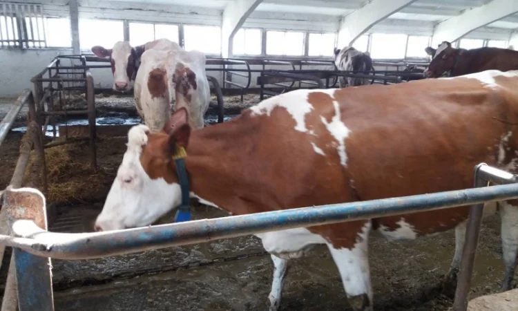 Срочно продам от производителя коровы. На экспорт и по Украине от 100 голов - фото № 4