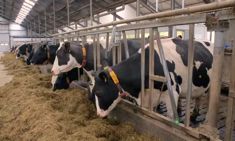 Продаются мясные коровы и быки от фермерского хозяйства - фото № 17