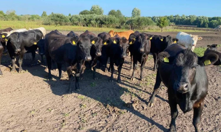 Продаются мясные коровы и быки от фермерского хозяйства - фото № 16