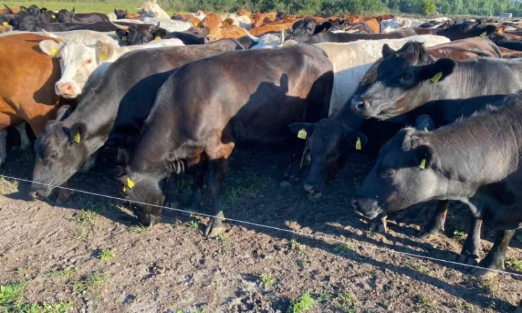 Продаются мясные коровы и быки от фермерского хозяйства - фото № 15