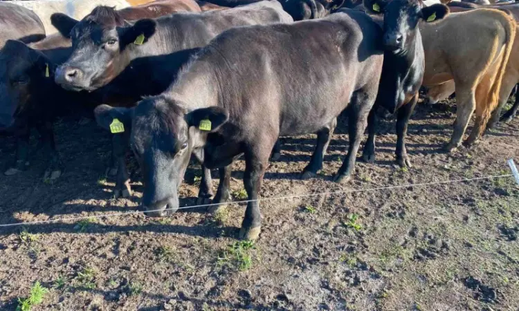 Продам нетелей мясных пород от фермерского хозяйства из 100 голов - фото № 14