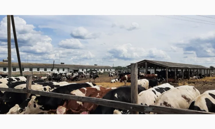 Продаются мясные коровы и быки от фермерского хозяйства - фото № 11