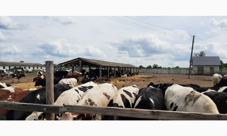 Продаются мясные коровы и быки от фермерского хозяйства - фото № 2