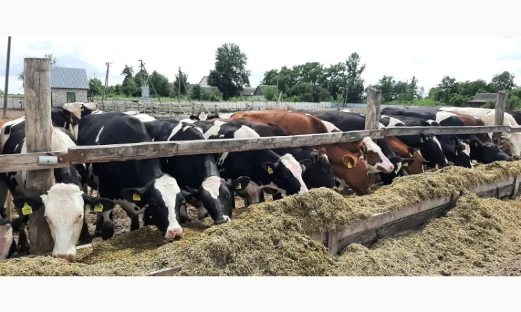 Продаются мясные коровы и быки от фермерского хозяйства - фото № 10