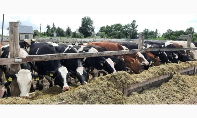 Продам нетелей мясных пород от фермерского хозяйства из 100 голов - фото № 10