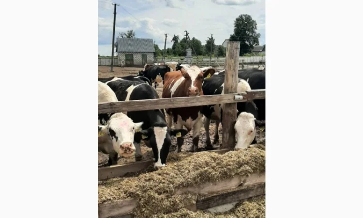 Продаются мясные коровы и быки от фермерского хозяйства - фото № 9