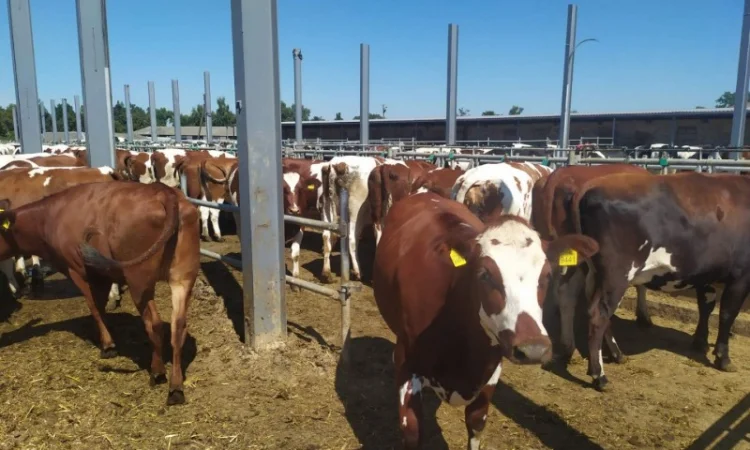 Продаются мясные коровы и быки от фермерского хозяйства - фото № 8