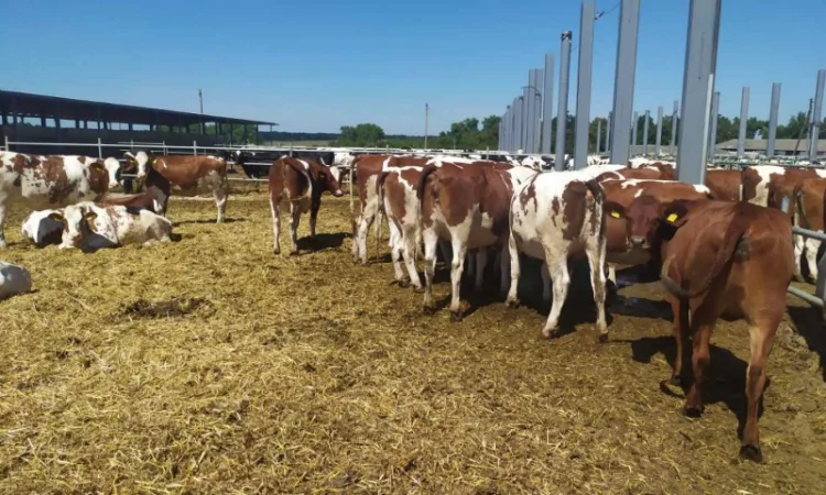 Продаются мясные коровы и быки от фермерского хозяйства - фото № 7