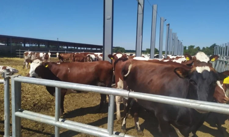 Продаются мясные коровы и быки от фермерского хозяйства - фото № 6