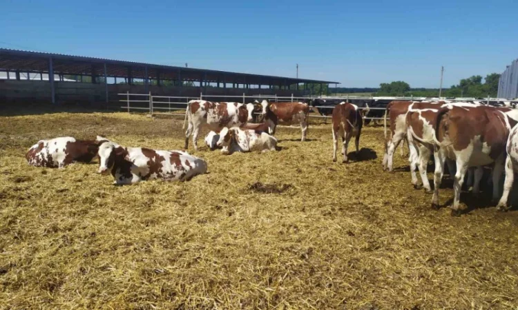 Продаются мясные коровы и быки от фермерского хозяйства - фото № 5