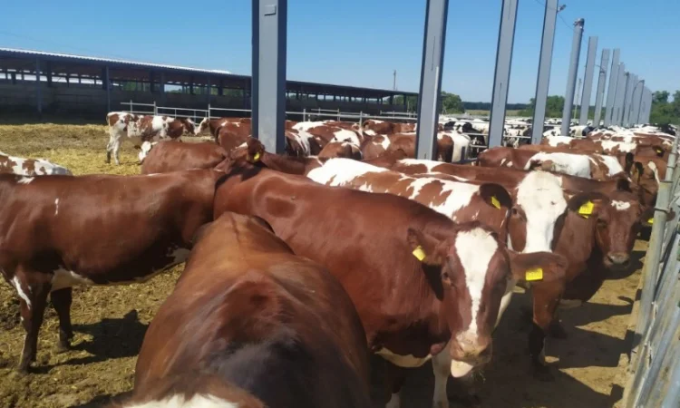 Продаются мясные коровы и быки от фермерского хозяйства - фото № 4