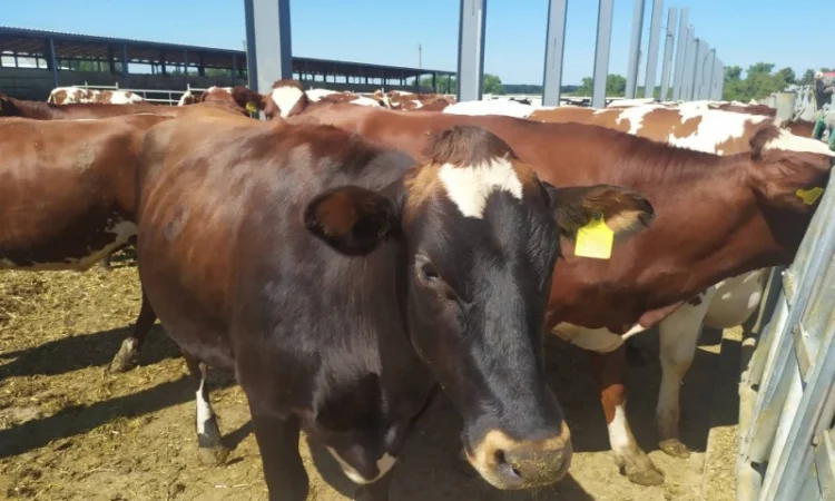 Продаются мясные коровы и быки от фермерского хозяйства - фото № 3