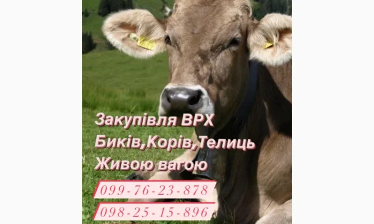 Закупівля ВРХ за живою вагою - фото № 1