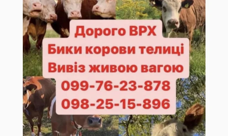 Куплю ВРХ - высокие цены за здоровых животных - фото № 1