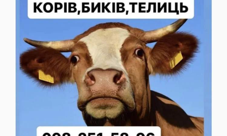 Купуємо ВРХ: корови та бики дорого - фото № 1