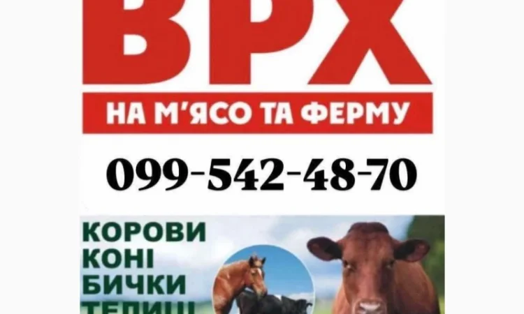 Закупівля ВРХ на вигідних умовах - фото № 1