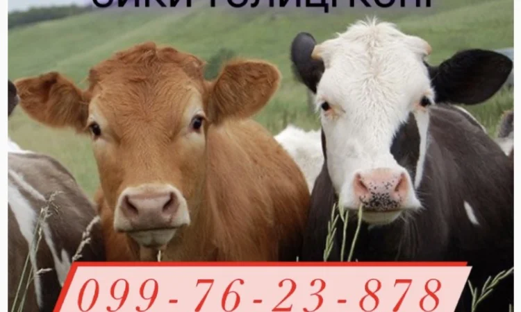 Закупка быков коров для разведения - фото № 1