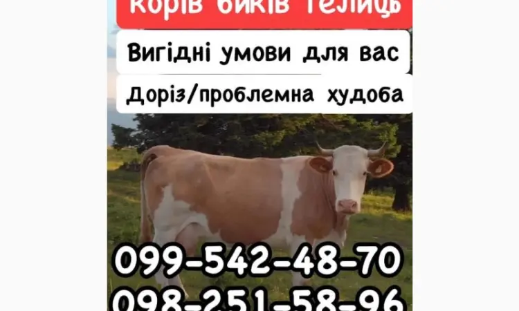 Закупка КРС - фото № 1