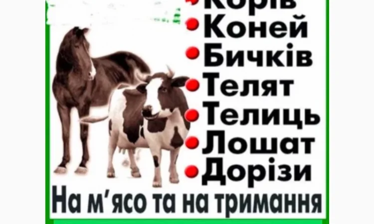 Скуповуємо ВРХ - фото № 1