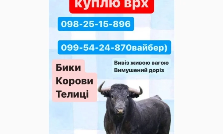 Закуповуємо ВРХ по всій Харківській області, будь яка кількість - фото № 1