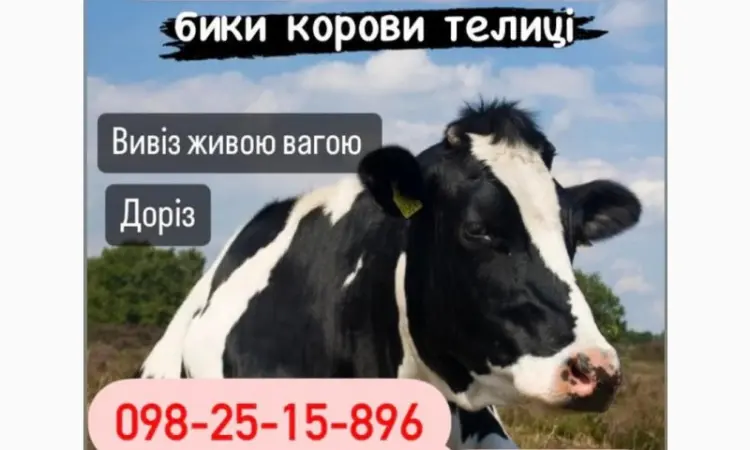 Закупка по населению КРС - фото № 1
