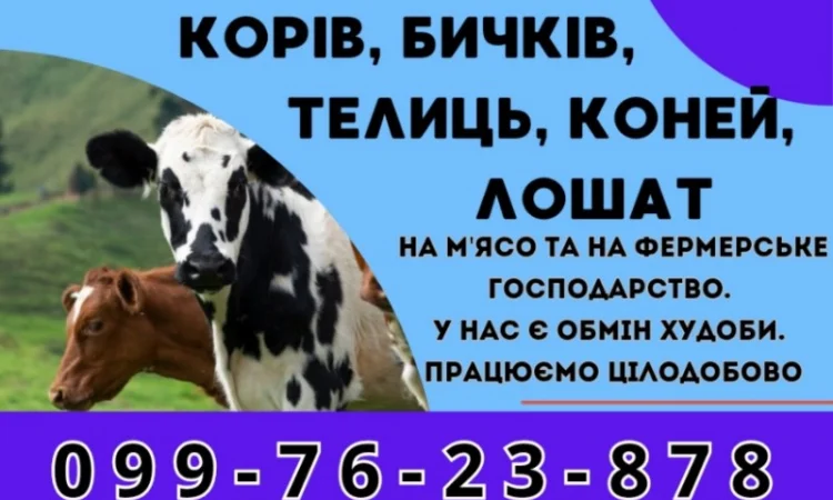Купим у вас корів биків живою вагою - фото № 1