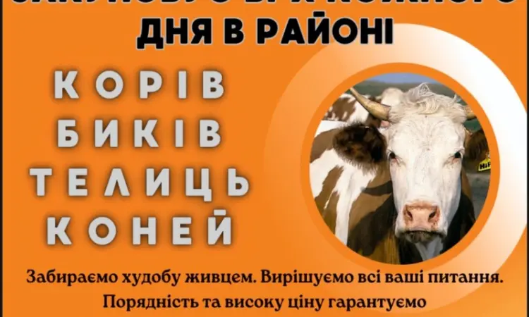 Скупка коров биків - фото № 1