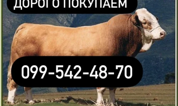 Купую ВРХ корів та бичків - фото № 1
