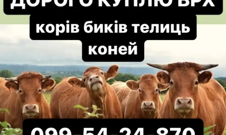 Покупаем коров бычков телок на мясо - фото № 1