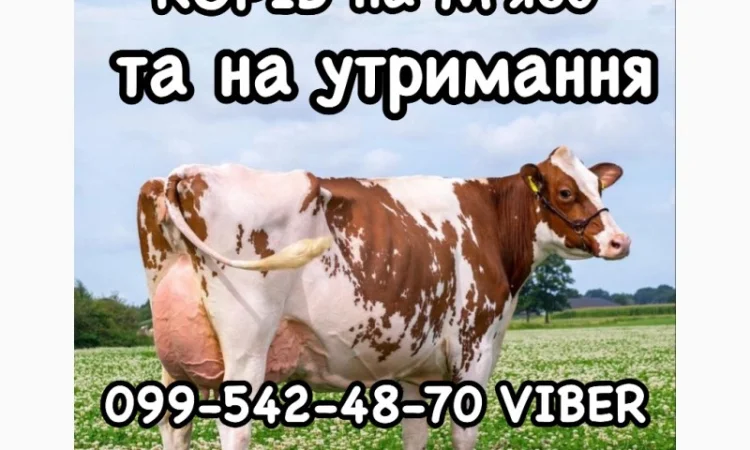 Фермерське господарство «МРІЯ» закуповує ВРХ на утримання та забій - фото № 1