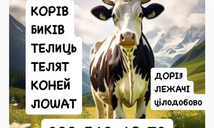 Постоянно закупаем КРС коровы бычки - фото № 1
