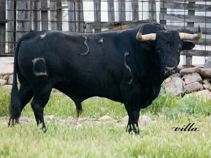 Быки, КРС, коровы - фото № 1