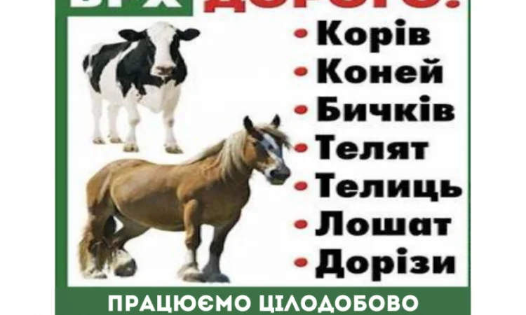 Закупівля телят та коней в Житомирі - фото № 1