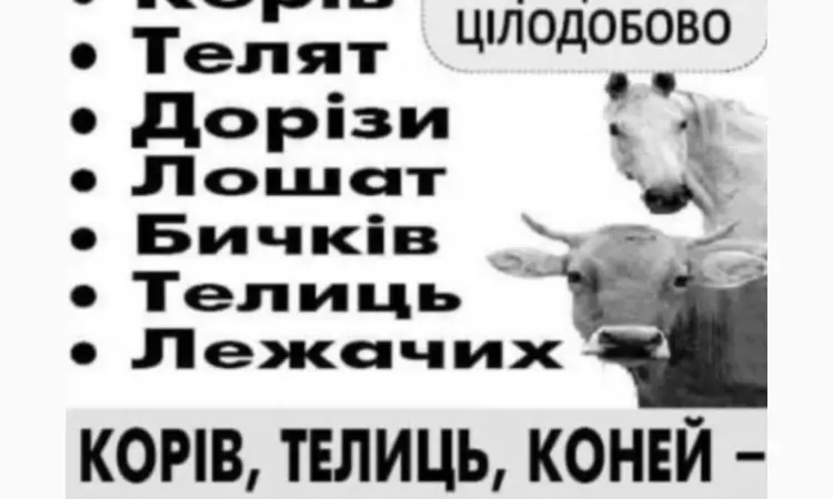 Закупівля врх та коней бичків корів телят також купляємо ходобу на тримання - фото № 1