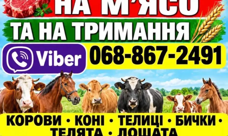 Закупівля врх та коней бичків корів телят також купляємо ходобу на тримання - фото № 2