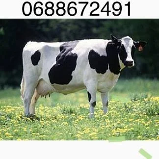 Покупка молодняка телят и лошадей по высоким ценам - фото № 1