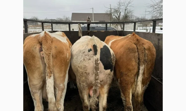 Покупка молодняка телят и лошадей по высоким ценам - фото № 2
