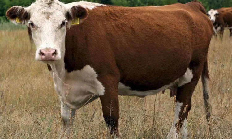 Купуємо КРС (Корови) від господарств та населення - фото № 1