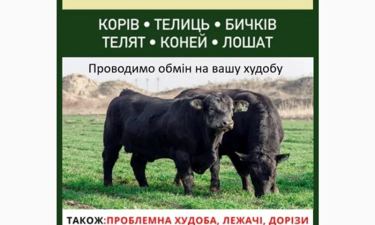 ВРХ дорого - фото № 1