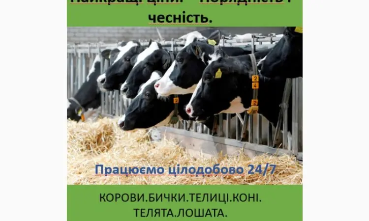 Купую ВРХ дорого цілодобово - фото № 1