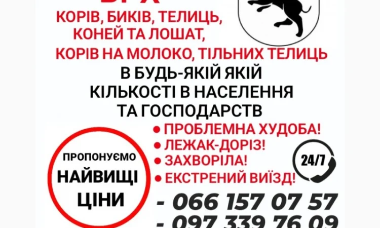 Купуємо ВРХ дорого живою вагою - фото № 1