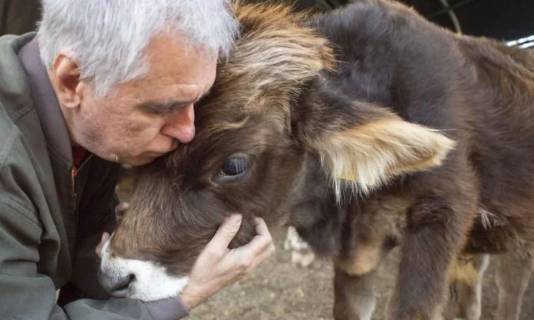 Куплю корову, быка или телицу в Киевской области - фото № 1