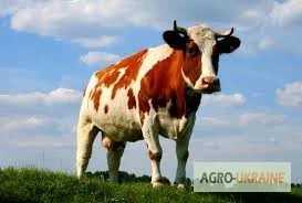 Куплю корову в Житомире - фото № 1