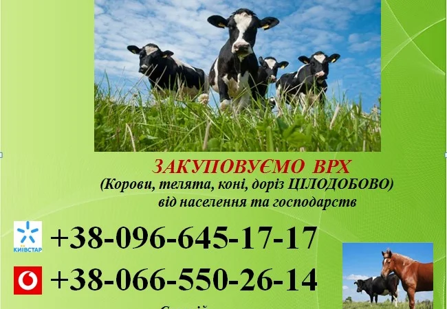 Закупка коров от населения и хозяйств - фото № 1