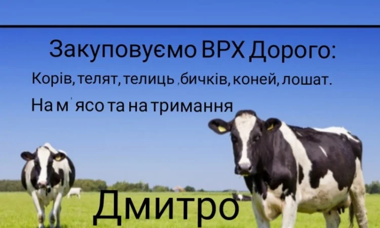 Купимо: ВРХ, Корови, Телиці, Бички, Коні, Талята На М'ясо Та На Тримання - фото № 1