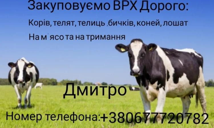 Купуємо корів, бичків та коней у Житомирі - фото № 1
